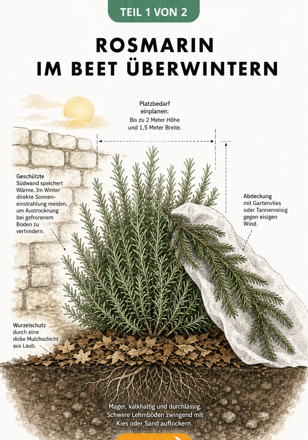 Botanische Illustration eines Rosmarinstrauchs im Beet mit Winterschutz durch Mulch und Gartenvlies vor einer Hauswand.