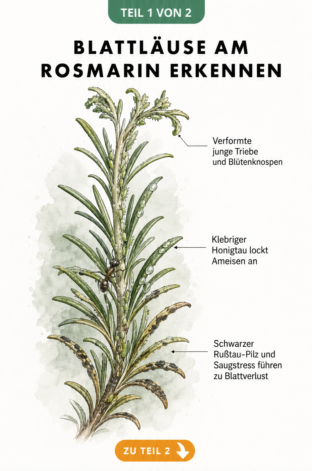 Botanische Illustration eines Rosmarinzweigs mit verschiedenen Stadien von Blattlausbefall, Honigtau und Rußtau