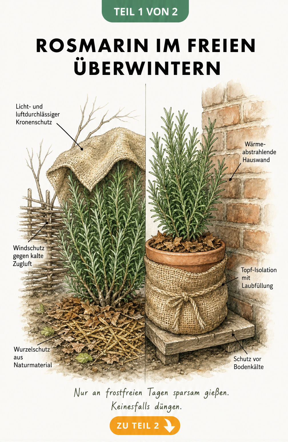 Illustration eines Rosmarinstrauchs im Gartenbeet und im Topf mit Schutzmaßnahmen für den Winter