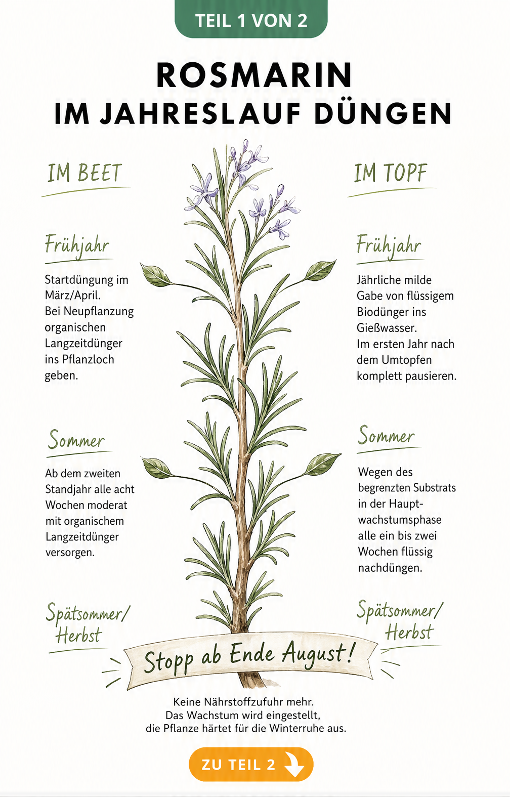 Illustration eines Rosmarinzweigs als Zeitstrahl für die Düngung im Beet und Topf