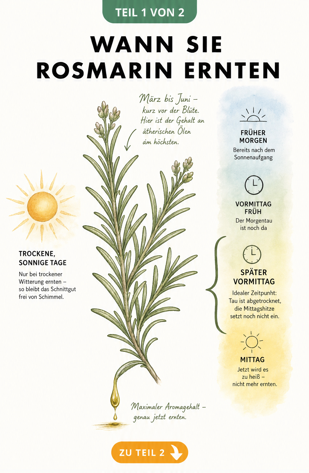 Botanische Illustration eines Rosmarinzweigs mit Knospen, einer Sonne und einem Tagesablauf, der den späten Vormittag als ideale Erntezeit markiert.