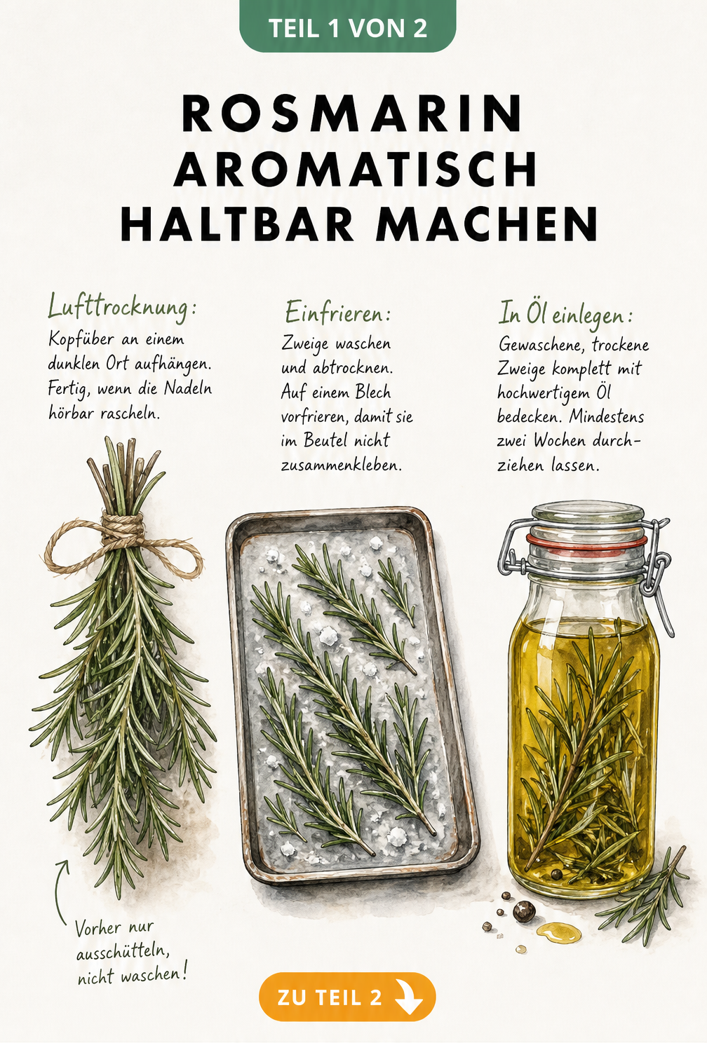 Illustration von drei Methoden zur Konservierung von Rosmarin: Lufttrocknung, Einfrieren und Einlegen in Öl