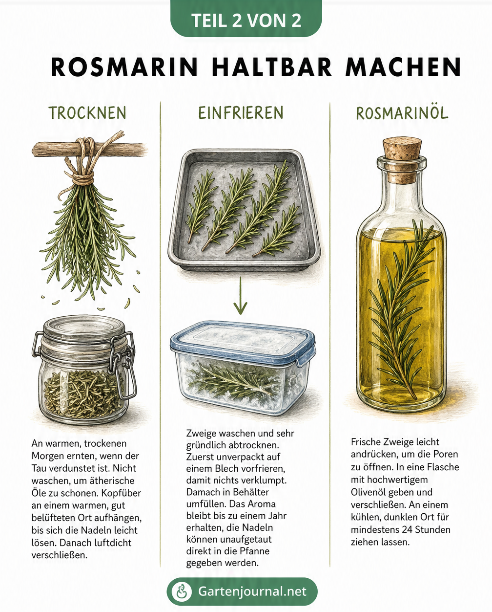 Botanische Lehrtafel mit drei Methoden, um Rosmarin haltbar zu machen: Trocknen im Bündel, Einfrieren auf dem Blech und Einlegen in Olivenöl