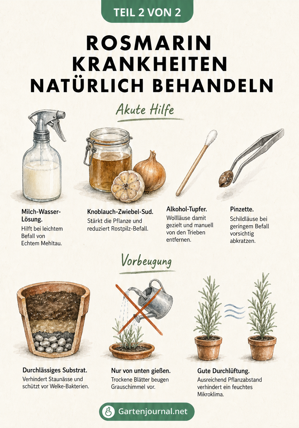 Illustration von natürlichen Hausmitteln und Vorbeugungsmaßnahmen gegen Rosmarin-Krankheiten wie Milch-Wasser-Lösung, Knoblauch-Sud und durchlässiges Substrat.