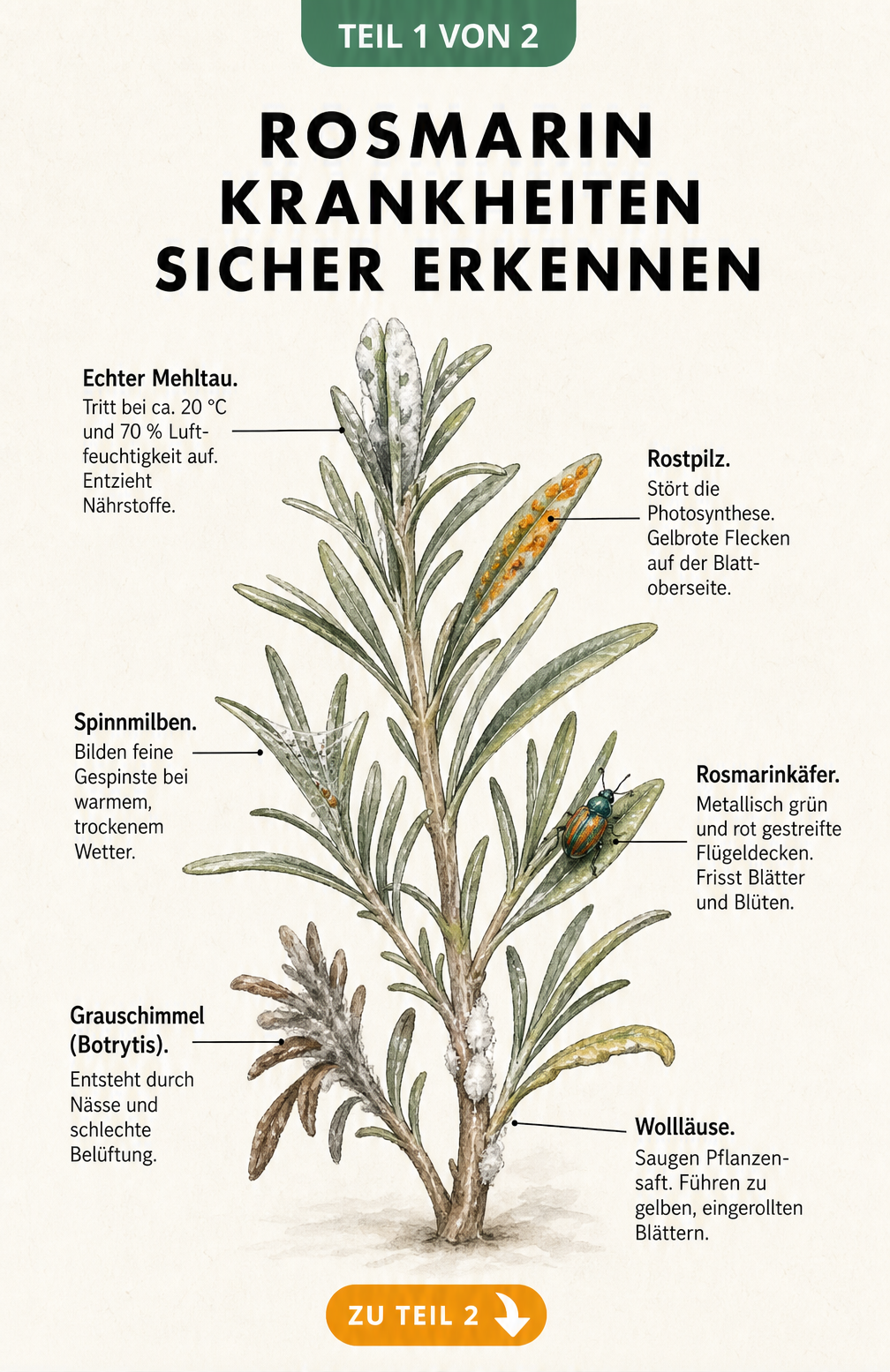 Botanische Illustration eines Rosmarinzweigs mit Schadbildern von Echtem Mehltau, Rostpilz, Grauschimmel, Spinnmilben, Wollläusen und Rosmarinkäfer.