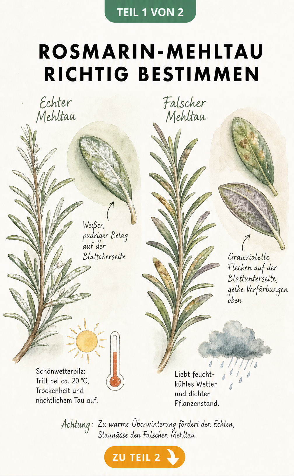 Botanische Illustration von Rosmarin mit Echtem und Falschem Mehltau, Symptome und Wetterbedingungen