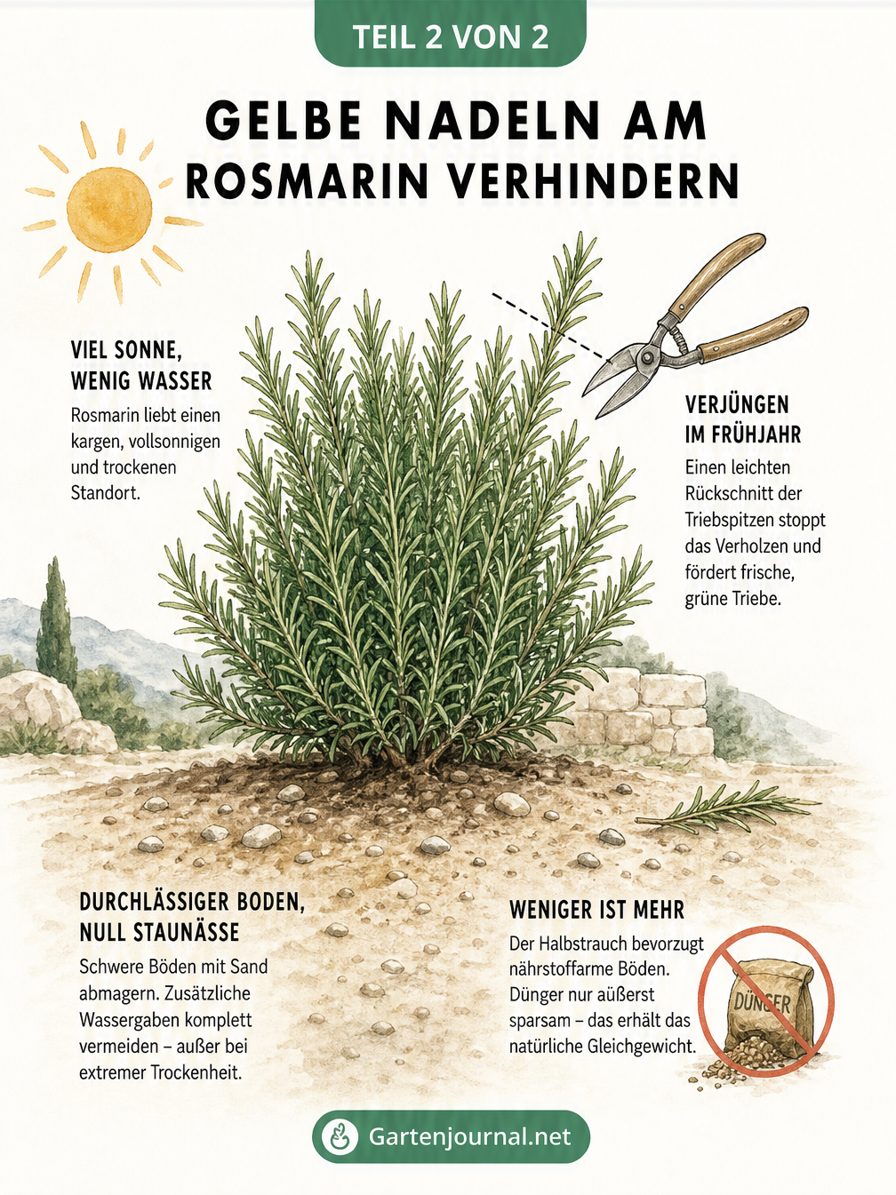 Illustration eines gesunden Rosmarinstrauchs in durchlässigem Boden mit Tipps zu Standort, Schnitt und Pflege