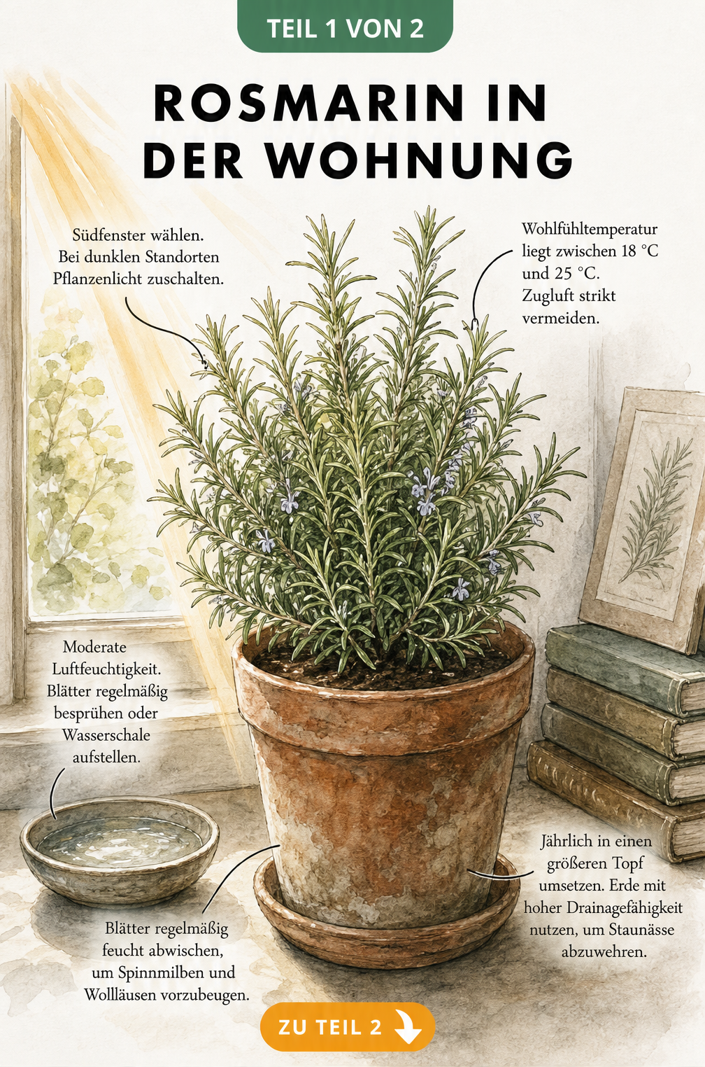 Botanische Illustration eines Rosmarins im Terrakottatopfe auf einer Fensterbank mit Pflegehinweisen zu Licht, Temperatur und Luftfeuchtigkeit.