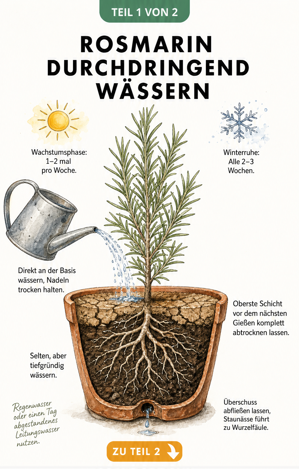 Querschnitt eines Rosmarins im Terrakottatopf, der an der Basis gegossen wird, mit Hinweisen zur richtigen Wassermenge und Gießtechnik.