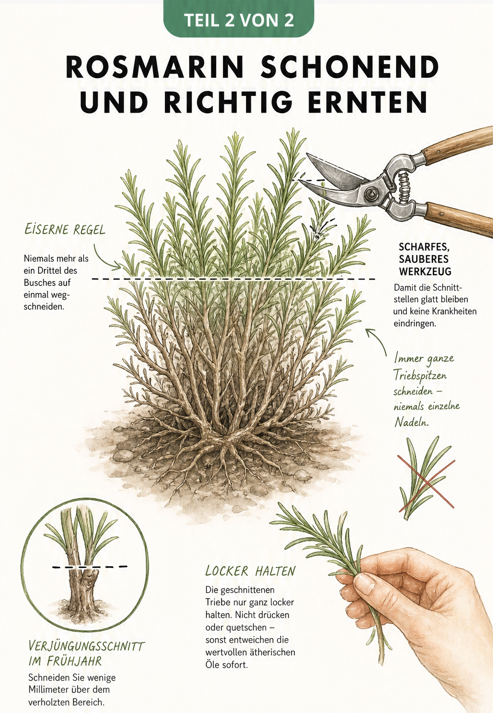 Querschnitt eines Rosmarinbusches, der zeigt, dass maximal ein Drittel der Pflanze abgeschnitten wird, wobei eine Gartenschere ganze Triebspitzen über dem...
