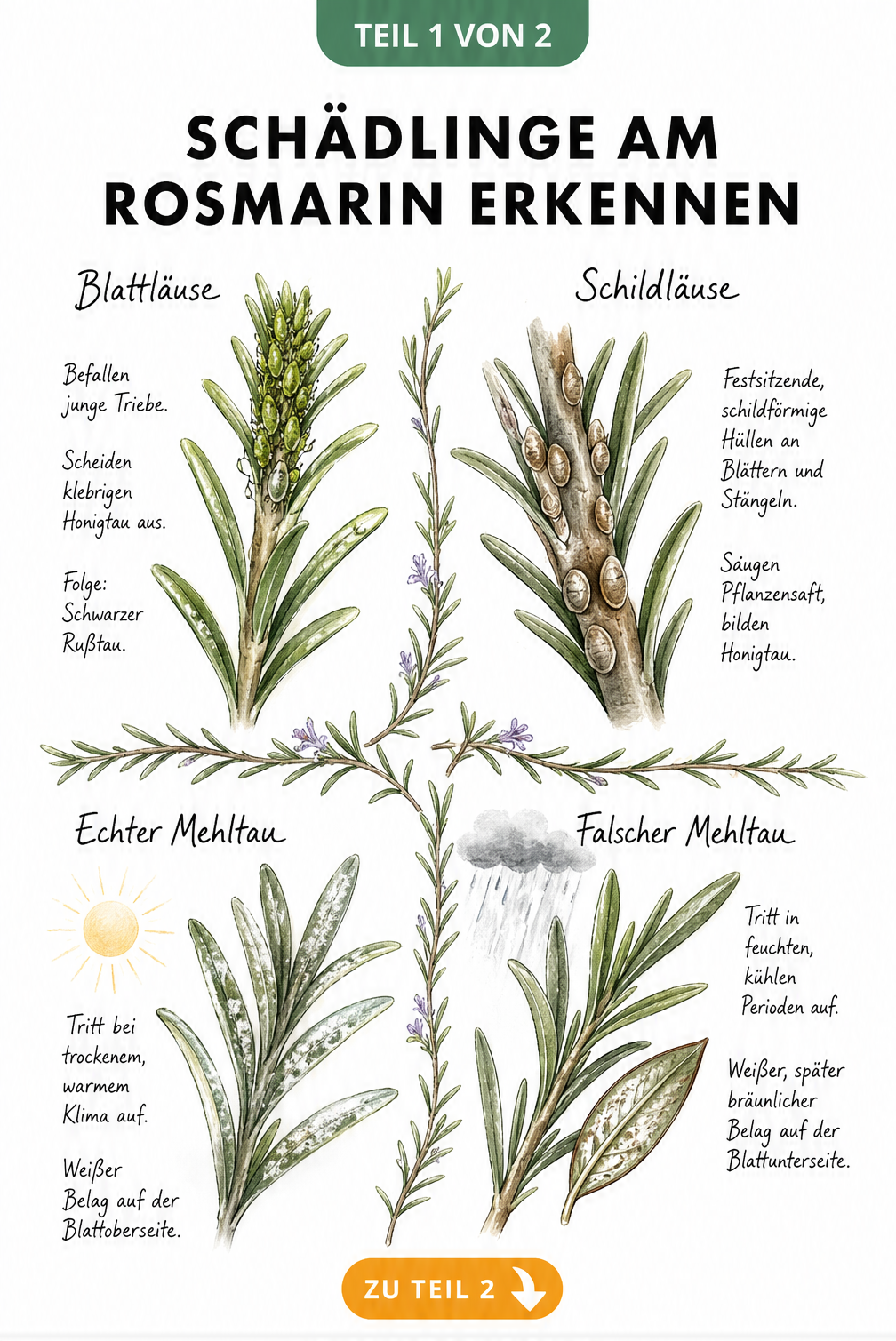 Botanische Zeichnung von Rosmarin mit Schadbildern von Blattläusen, Schildläusen, Echtem und Falschem Mehltau