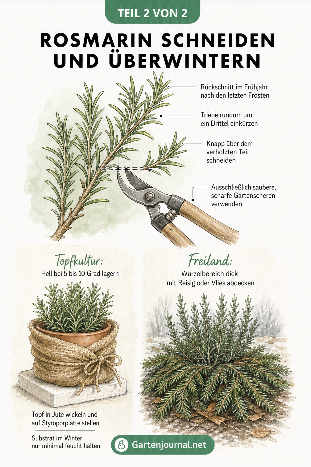 Illustration eines Rosmarinzweigs mit Gartenschere sowie eingepacktem Topf und abgedeckter Pflanze im Freiland