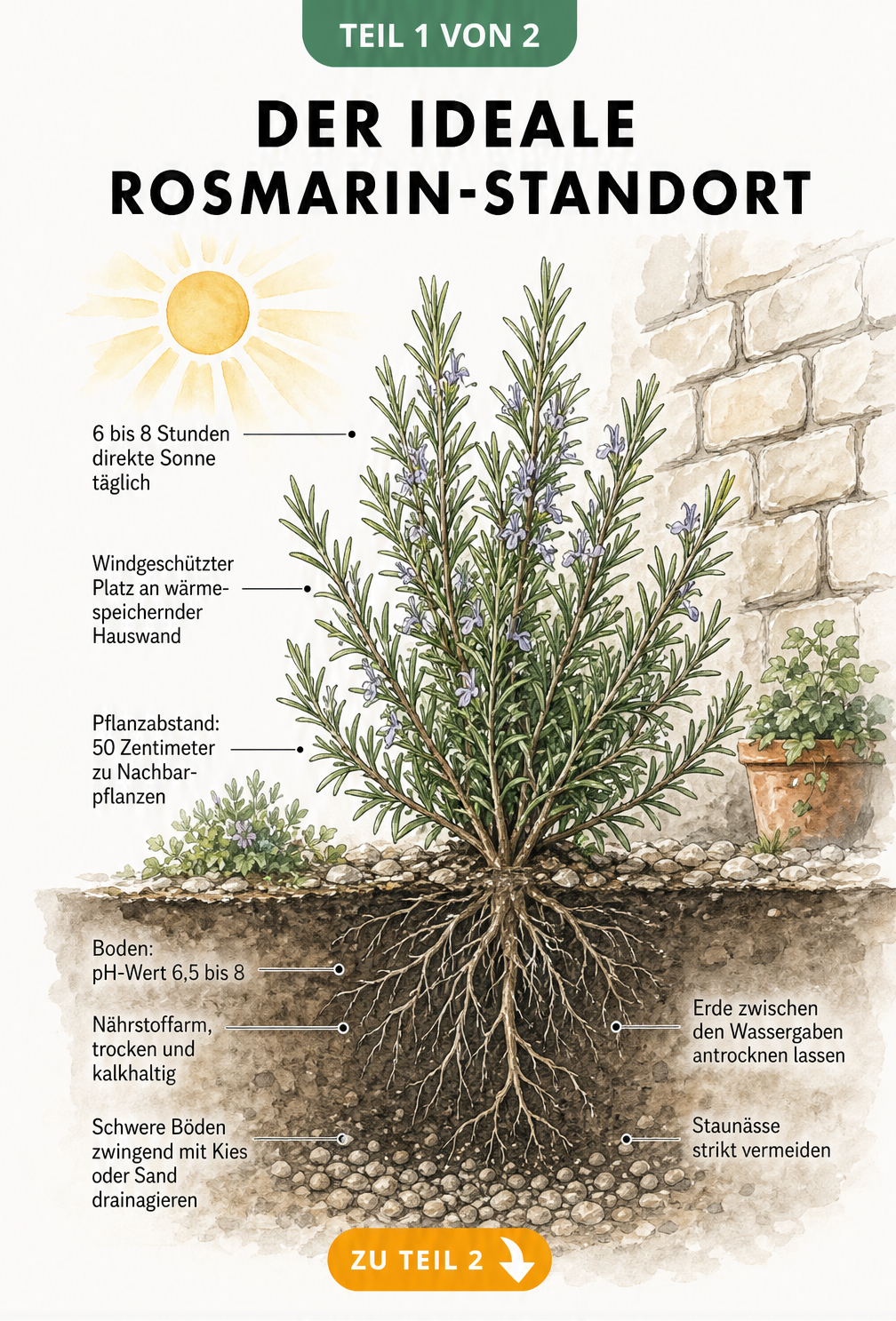 Botanische Querschnitt-Illustration einer Rosmarinpflanze mit Hinweisen zu Standort, Sonne, Pflanzabstand und Bodenbeschaffenheit