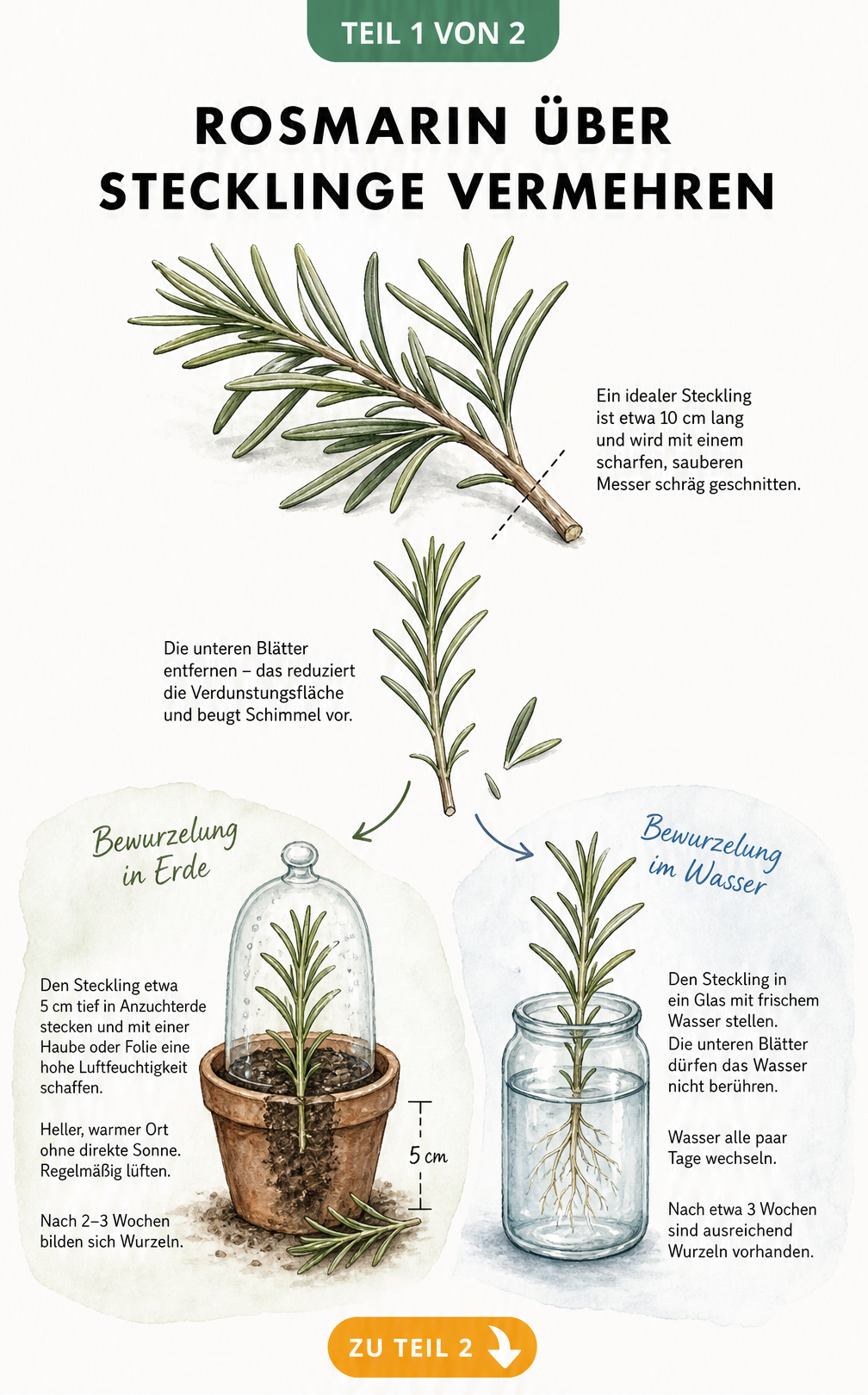 Illustration der Rosmarin-Vermehrung durch Stecklinge: Vom Schnitt des Zweiges bis zur Bewurzelung in Erde und Wasser.