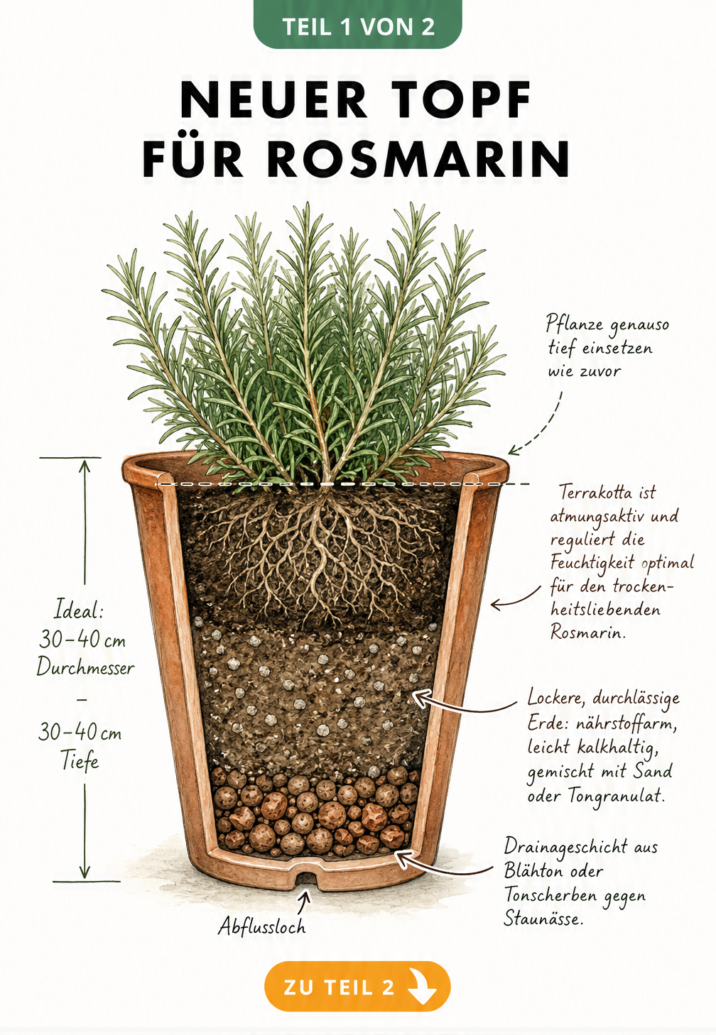 Querschnitt eines Terrakotta-Topfes mit Rosmarin, der die ideale Drainageschicht und das durchlässige Substrat zeigt