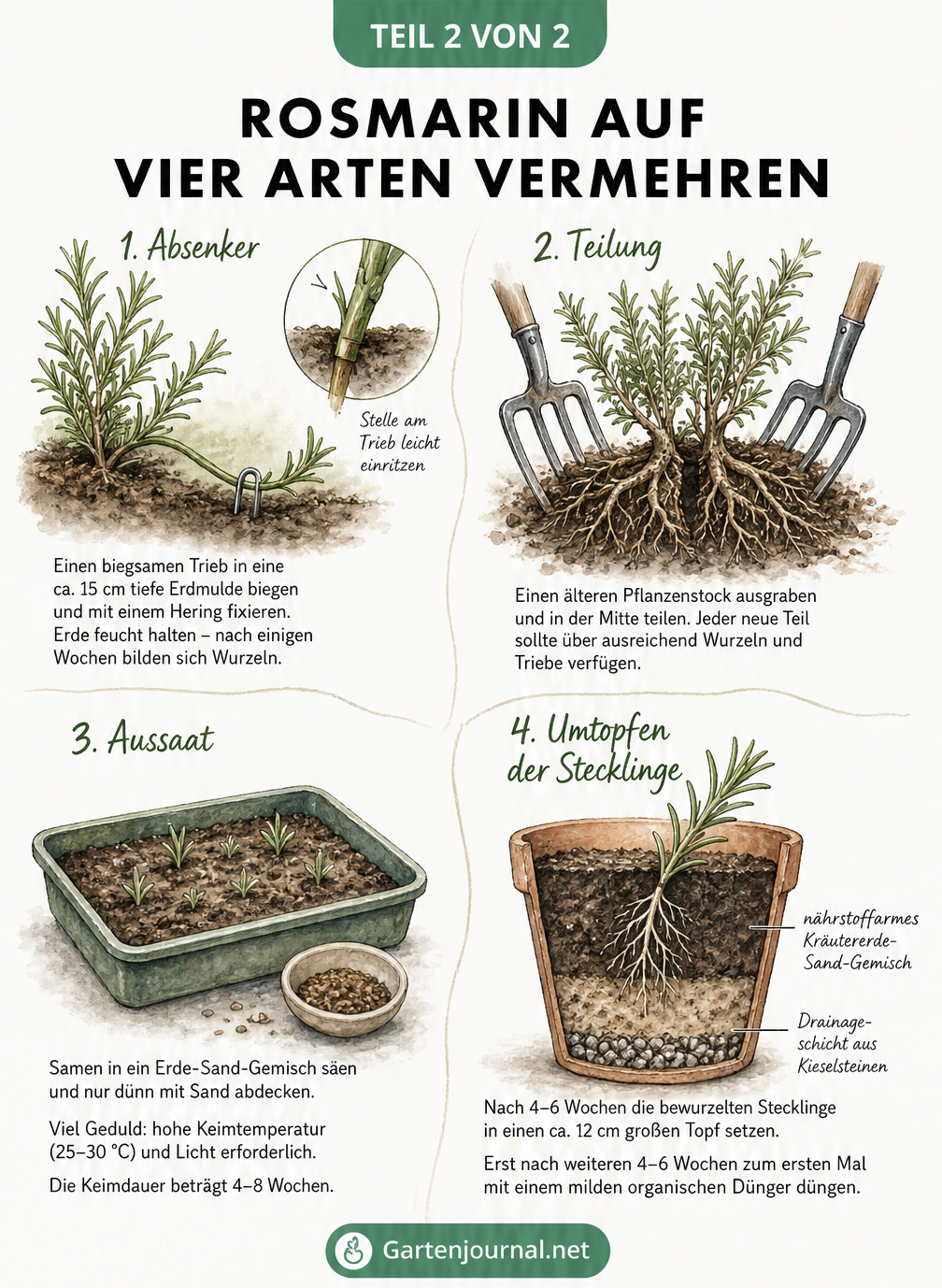 Übersicht von vier Methoden zur Rosmarin-Vermehrung: Absenker, Teilung, Aussaat und Umtopfen von Stecklingen.