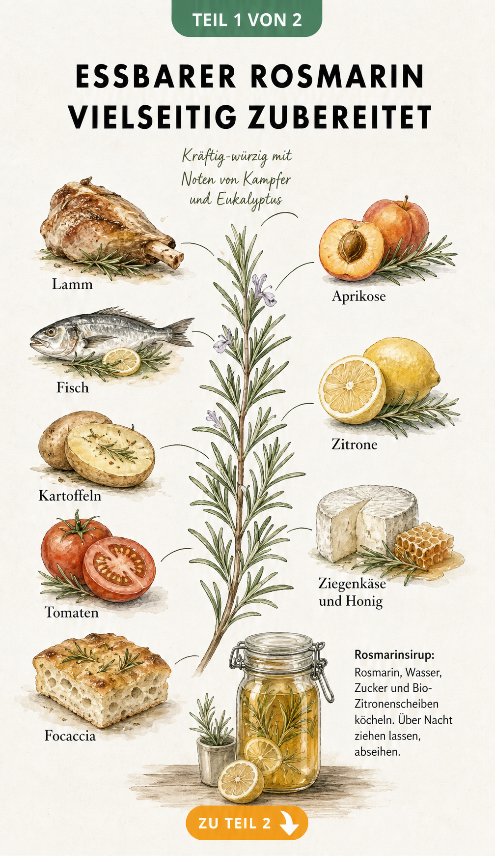 Botanische Illustration eines Rosmarinzweigs mit passenden Lebensmitteln wie Lammkeule, Fisch, Tomate und Aprikose sowie einem Rezept für Rosmarinsirup.