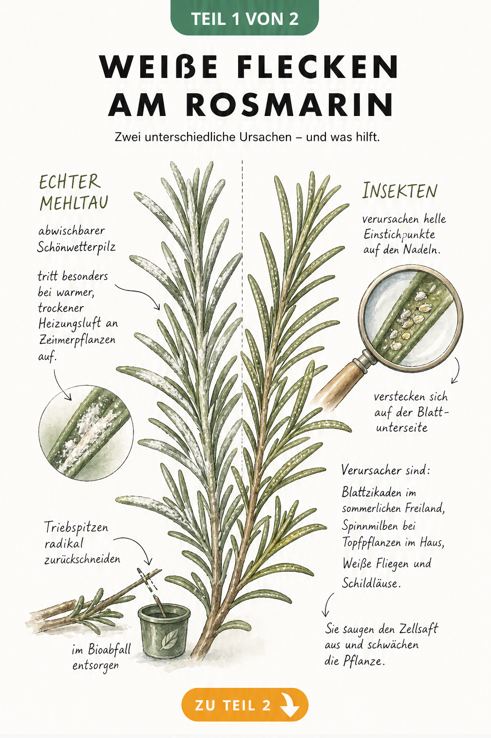 Botanische Illustration eines Rosmarinzweigs, der die Ursachen für weiße Flecken zeigt: Echter Mehltau auf der linken Seite und Insektenstiche auf der rechten...