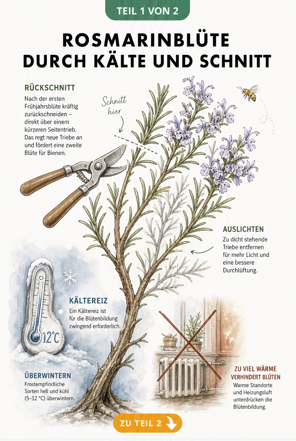 Botanische Illustration eines Rosmarinzweigs, die den Kältereiz im Winter und den Rückschnitt im Frühjahr zur Förderung der Blüte zeigt.