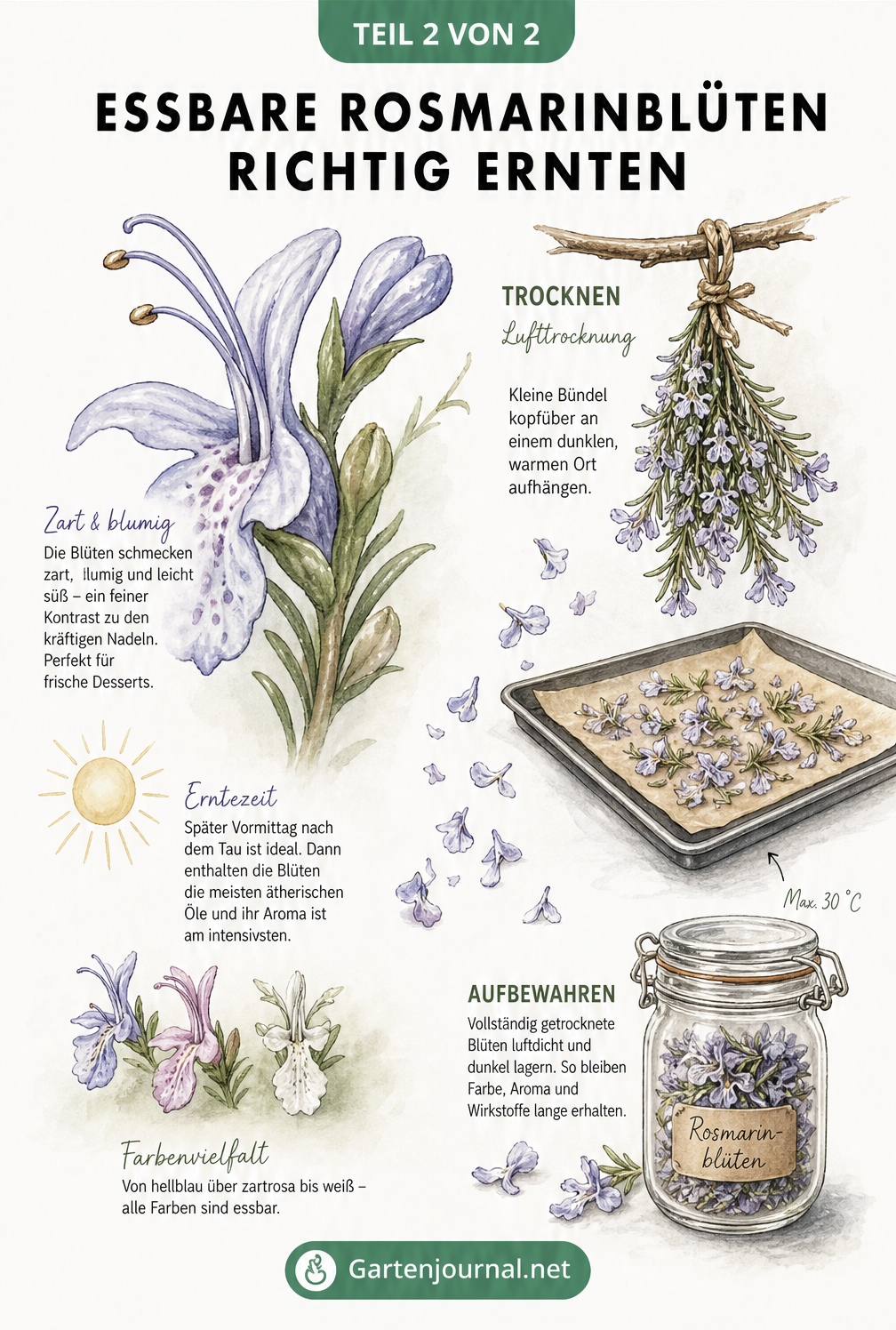 Aquarell-Illustration einer Rosmarinblüte und Methoden zur Trocknung: hängendes Sträußchen und Blüten auf einem Backblech.
