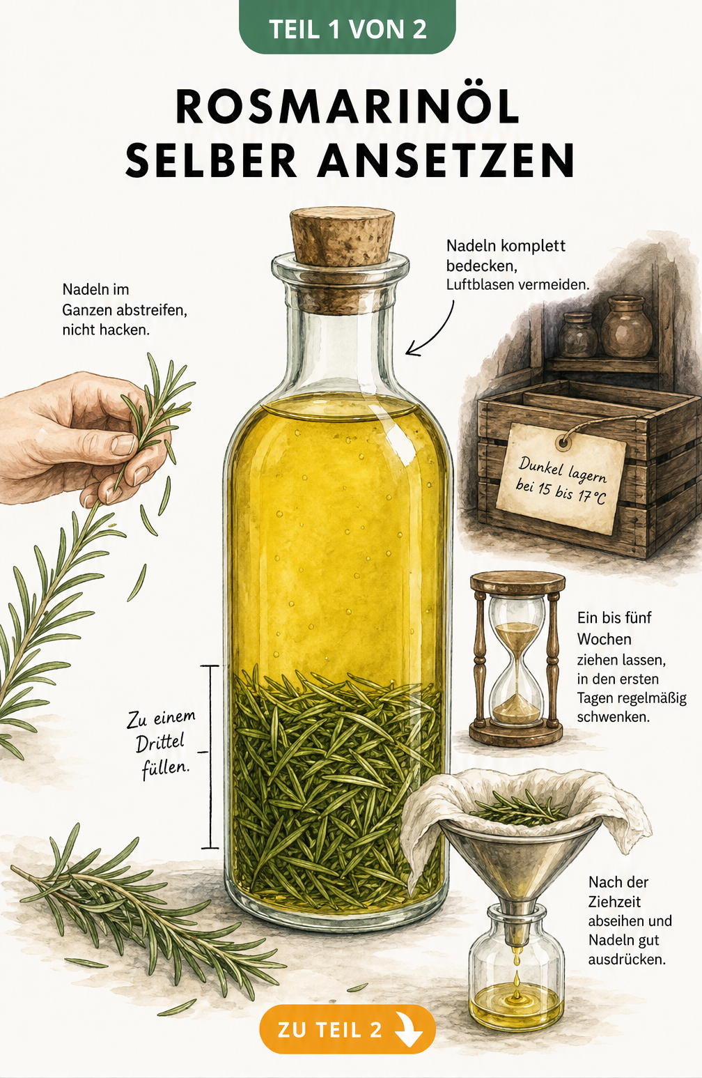 Illustration einer Glasflasche mit Rosmarinnadeln und Öl, die das richtige Mischverhältnis und den Reifeprozess zeigt