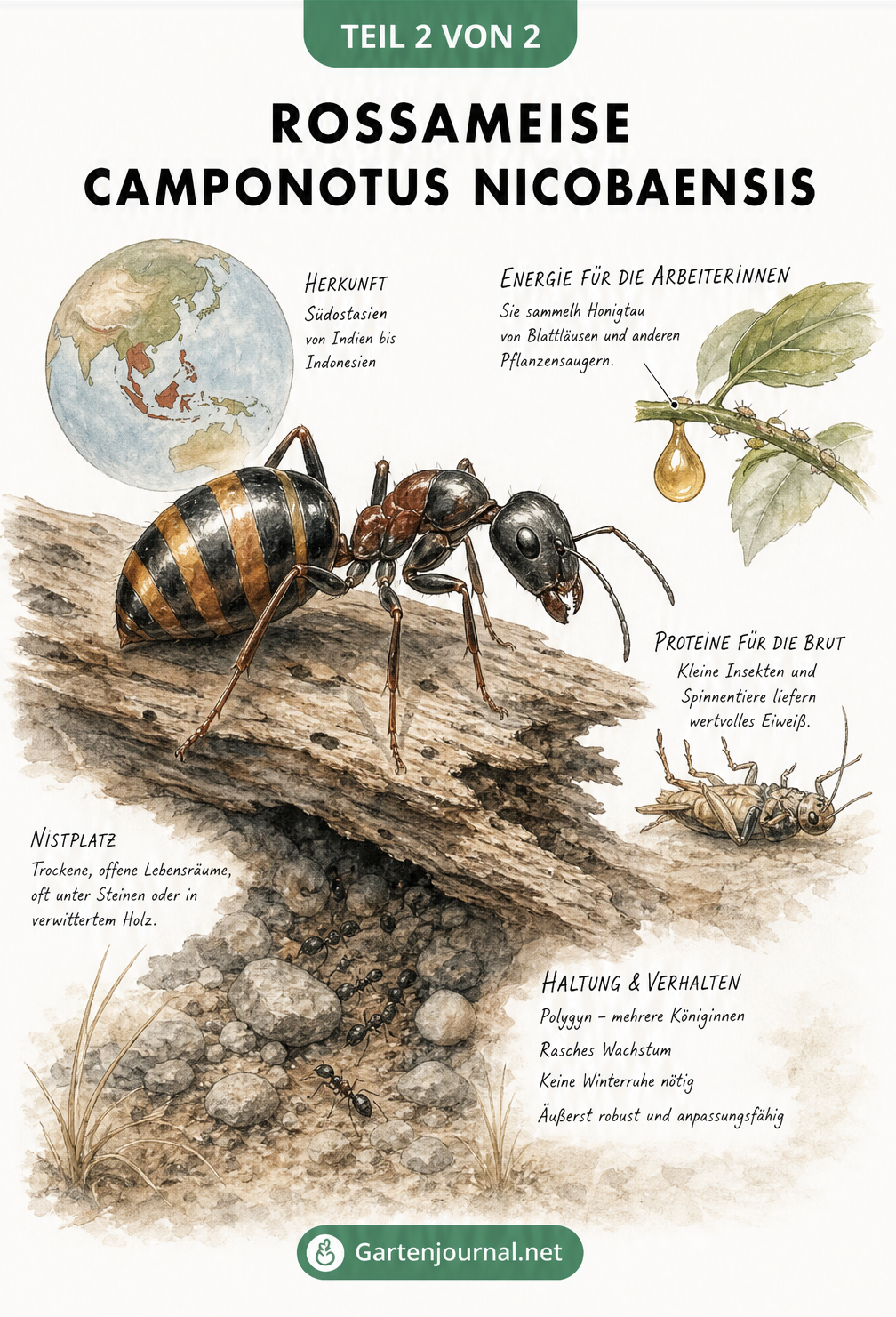 Zeichnung der Rossameise Camponotus nicobarensis mit orange-braun gestreiftem Hinterteil auf Totholz