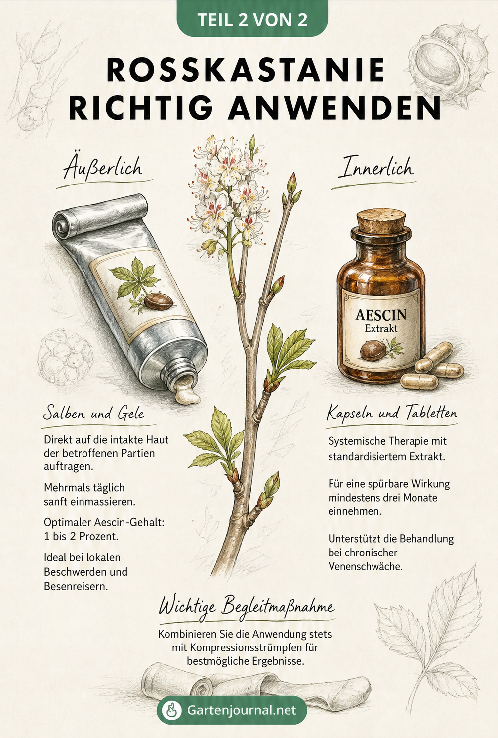 Illustration einer Salbentube und eines Apothekerfläschchens zur äußerlichen und innerlichen Anwendung von Rosskastanienpräparaten.