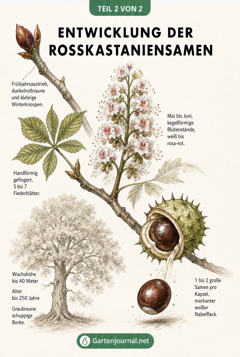 Botanische Lehrtafel zur Entwicklung des Rosskastaniensamens von der Knospe über die Blüte bis zur reifen Frucht