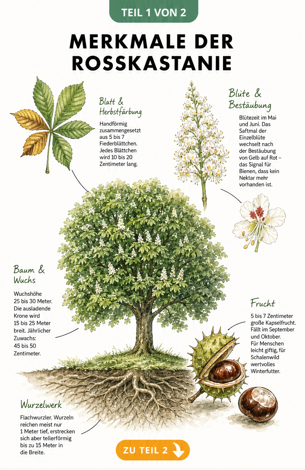 Botanische Illustration der Rosskastanie mit Details zu Wuchs, Wurzelwerk, Blatt, Blüte und Frucht