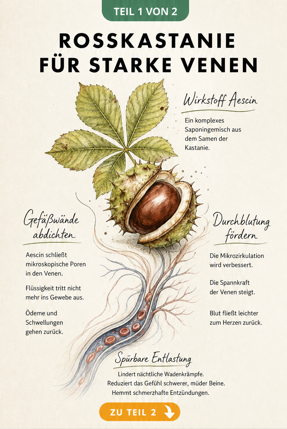 Botanische Illustration einer Rosskastanie mit Blatt und stilisierter Blutader, die die Wirkung von Aescin auf das Venensystem zeigt.