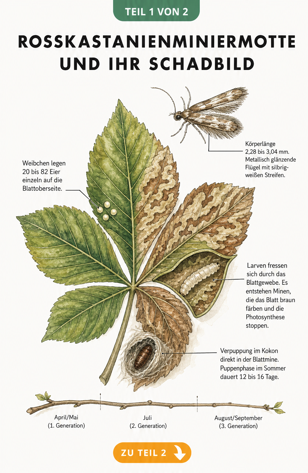 Botanische Illustration eines Rosskastanienblattes mit Fraßgängen, Eiern, Larve und Puppe der Rosskastanienminiermotte