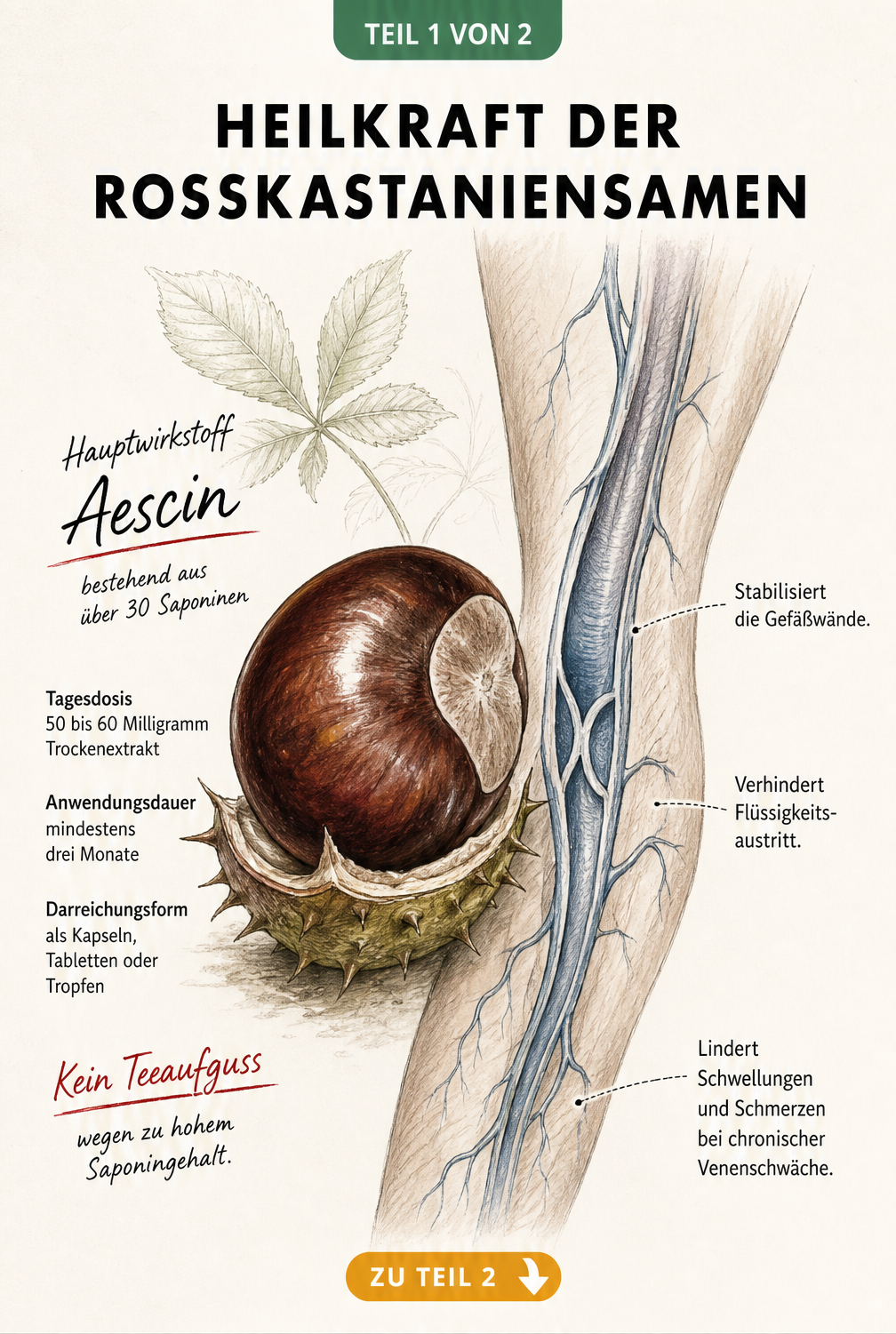 Handgezeichnete Illustration eines Rosskastaniensamens und einer menschlichen Beinvene mit medizinischen Hinweisen zu Aescin