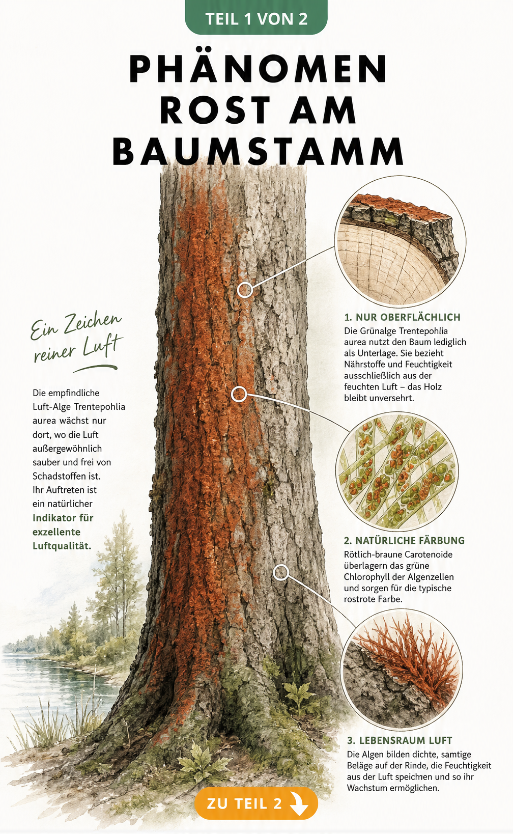 Illustration eines Baumstamms mit rostrotem Algenbelag und Lupen-Ansichten von Rindenquerschnitt und Algenzellen