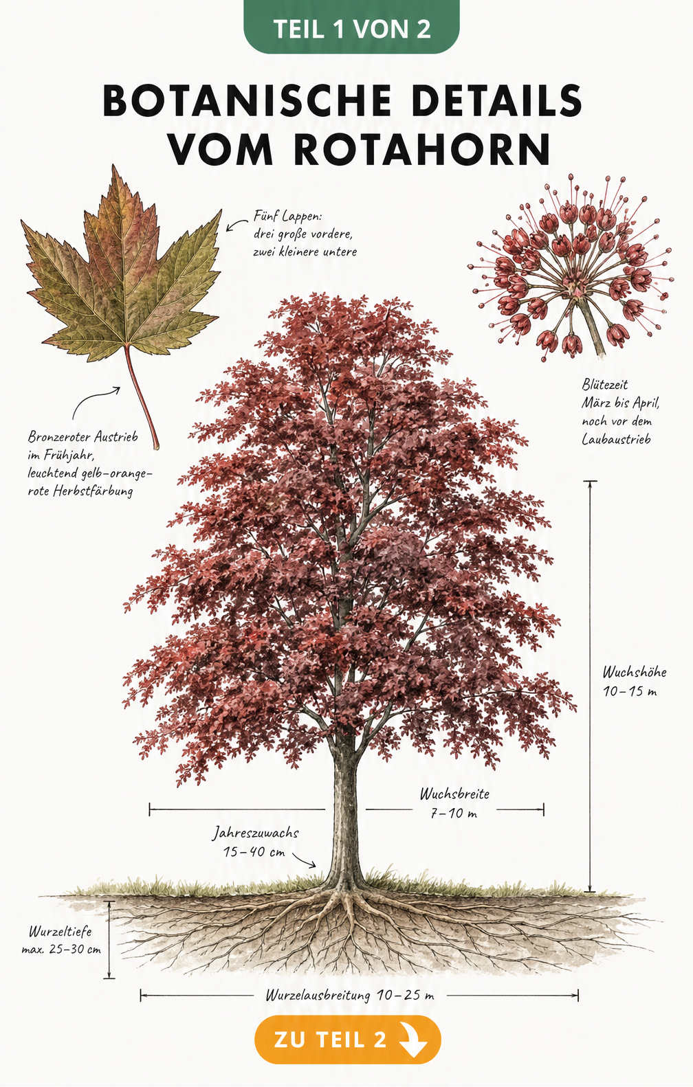 Botanische Zeichnung eines Rotahorns mit Wuchshöhe, Flachwurzelsystem, rotem Blatt und Blütenstand