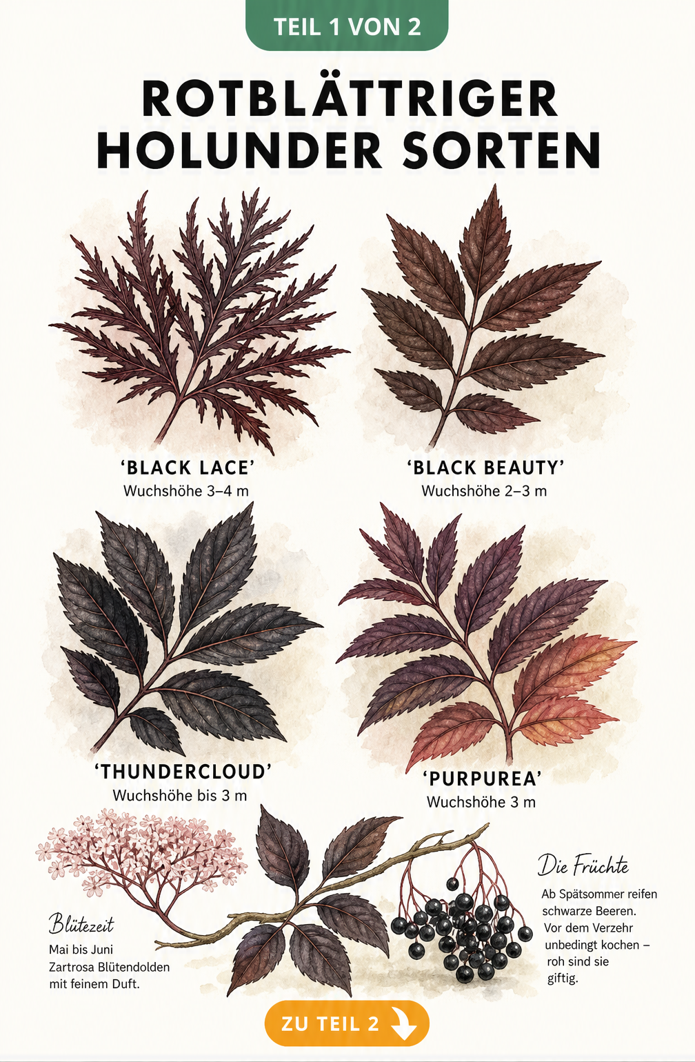 Illustration von vier Sorten des rotblättrigen Holunders mit Blättern, Blüten und Beeren