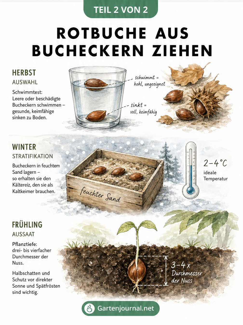 Aquarell-Zeichnung zur Anzucht einer Rotbuche aus Bucheckern: Schwimmtest, Stratifikation im Sand und Keimling in der Erde