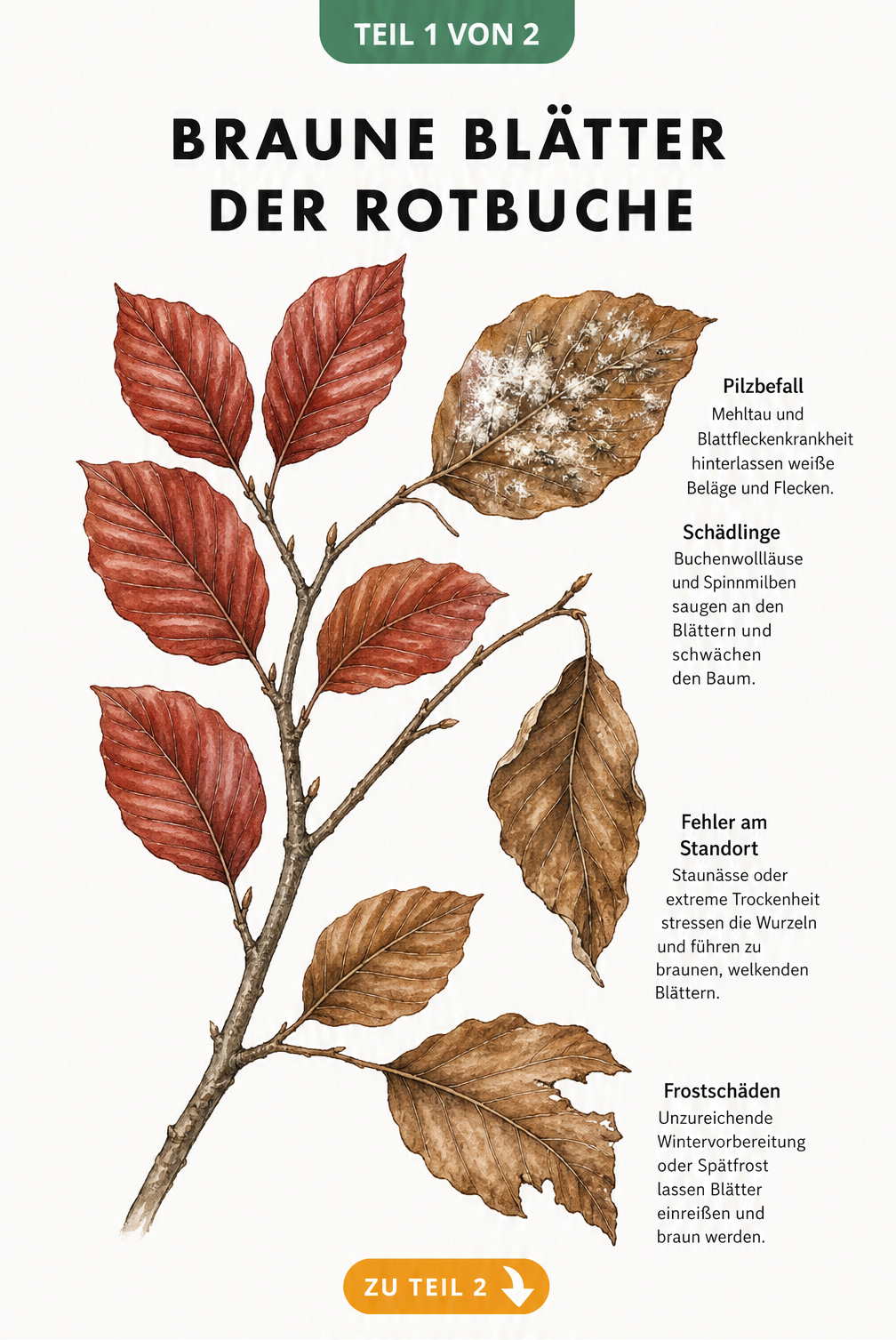 Botanische Illustration eines Rotbuchenzweigs, der den Verlauf von gesunden roten zu braunen Blättern durch Mehltau, Schädlinge, Staunässe und Frost zeigt.