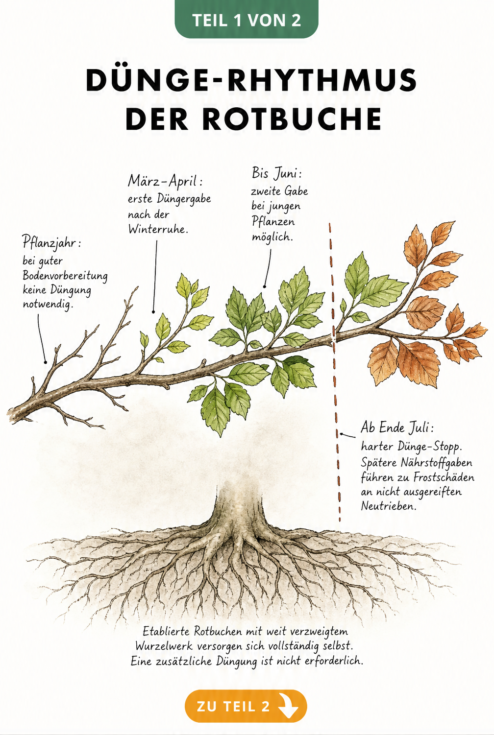 Handgezeichneter Rotbuchenzweig zeigt den Dünge-Rhythmus im Jahresverlauf von kahlen Ästen bis zum herbstlichen Laub