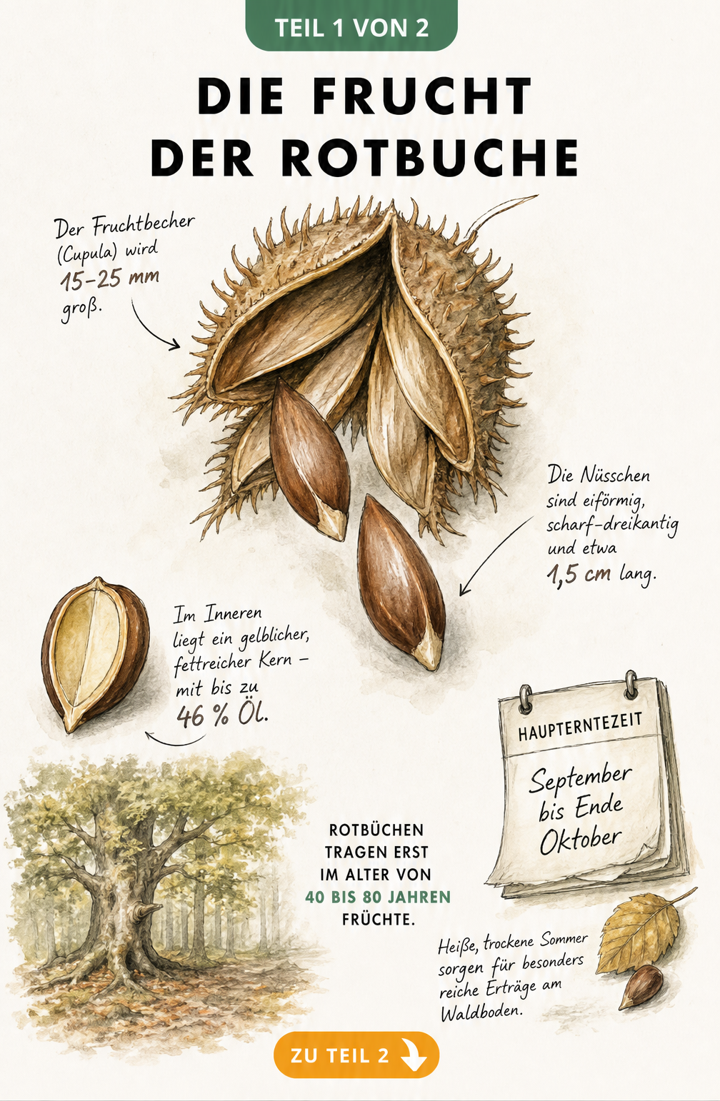 Botanische Illustration einer Rotbuchen-Frucht mit geöffnetem Fruchtbecher und herausfallenden Bucheckern