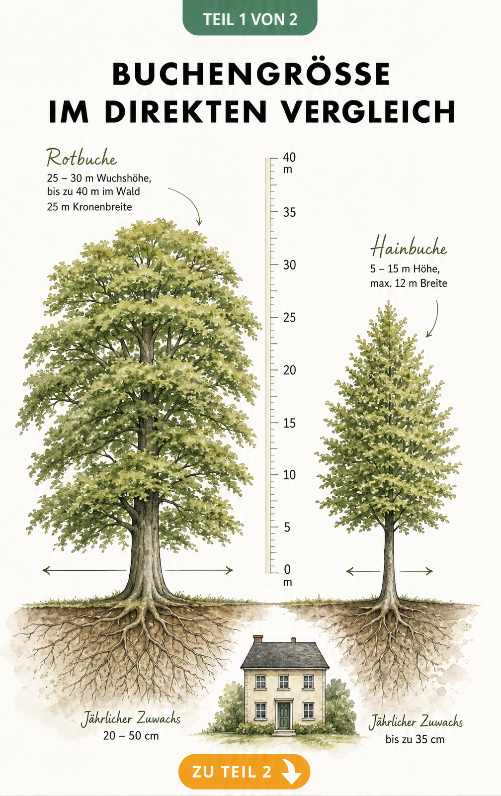 Vergleich der Wuchshöhe und Kronenbreite von Rotbuche und Hainbuche mit Messskala