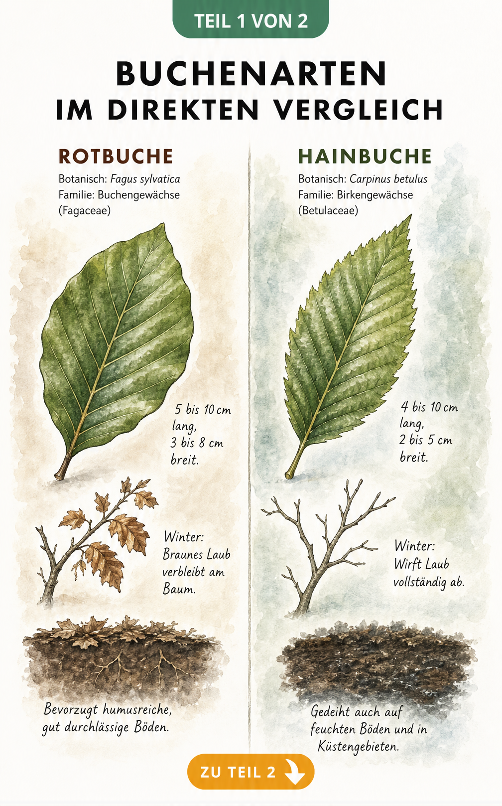 Botanische Illustration der Blätter, Äste und Bodenansprüche von Rotbuche und Hainbuche im direkten Vergleich