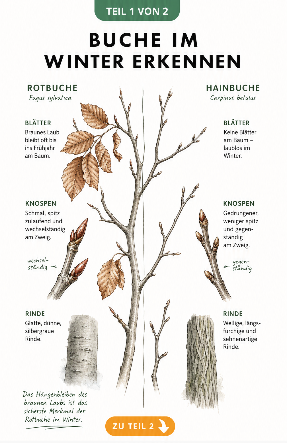 Botanische Zeichnung der Rotbuche und Hainbuche im Winter mit Fokus auf Knospen, Rinde und Blätter