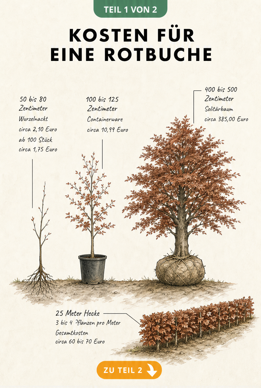 Illustration von drei Rotbuchen in verschiedenen Wachstumsstadien mit Preisangaben