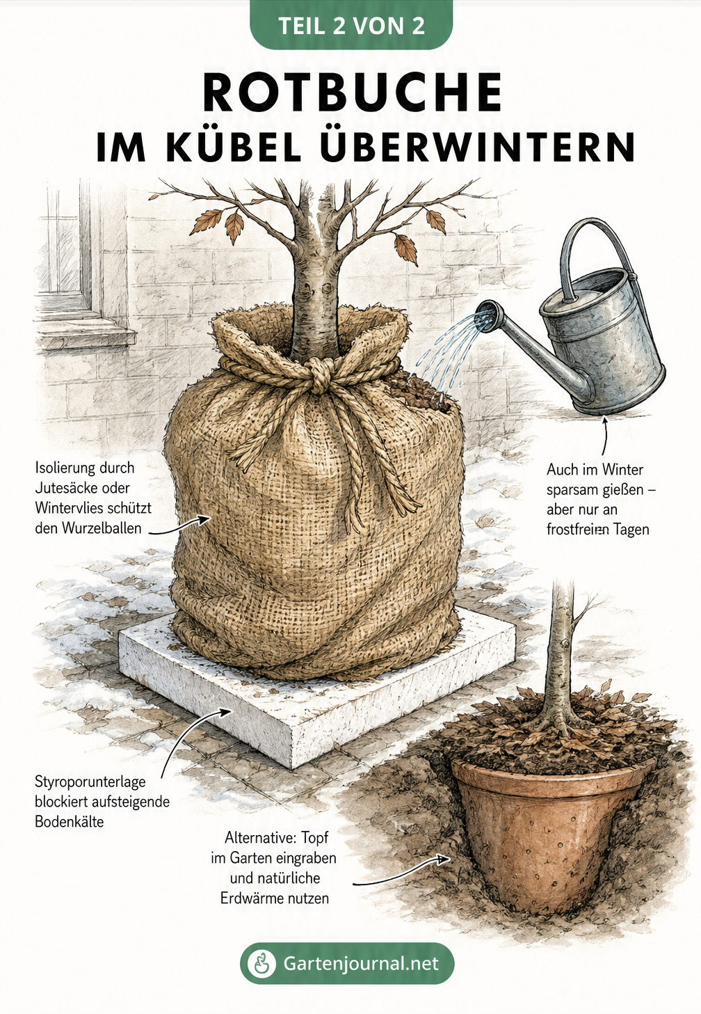 Illustration einer Rotbuche im Kübel im Winter, eingepackt in Jutesäcke auf einer Styroporplatte, mit einer Gießkanne daneben.