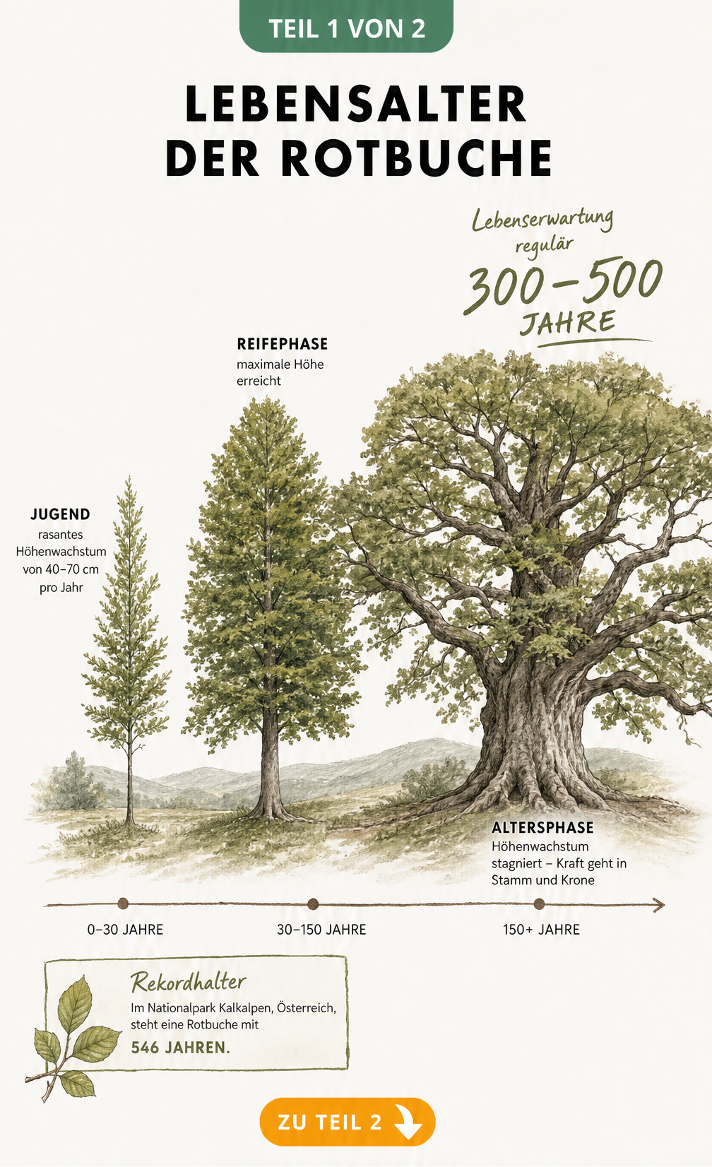 Botanische Illustration der drei Lebensphasen einer Rotbuche von der Jugend bis zum Alter von 500 Jahren