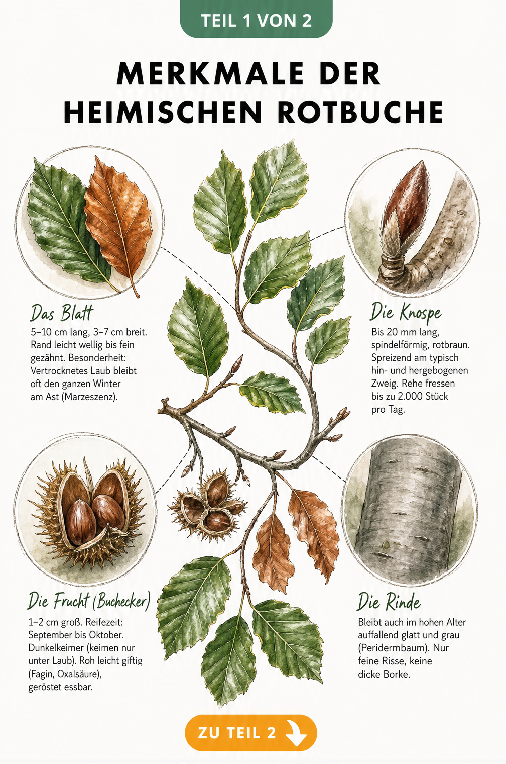 Botanische Illustration der Rotbuche mit Details zu Blatt, Knospe, Buchecker und Rinde