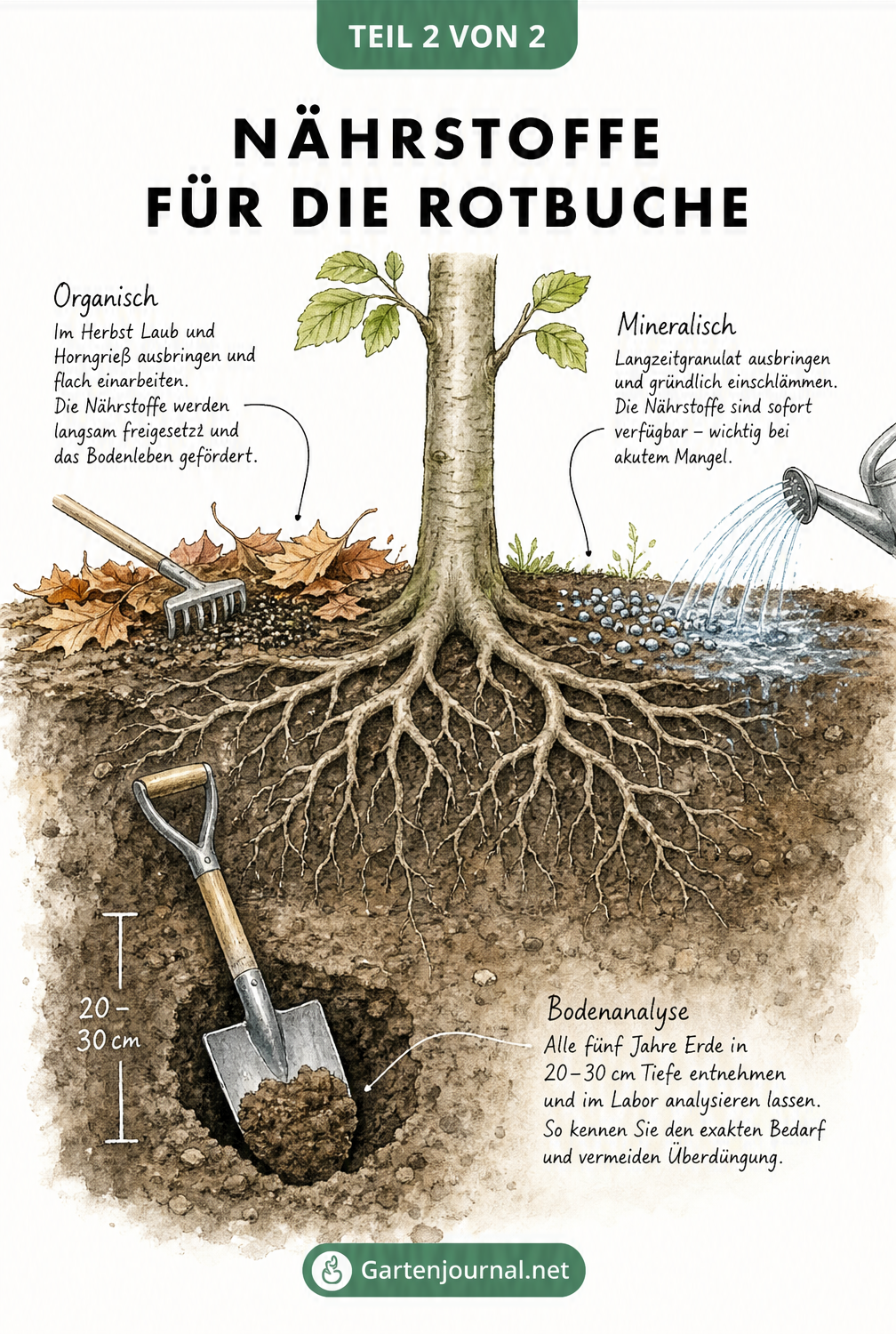 Botanische Querschnitt-Illustration des Bodens um eine Rotbuche, die organische und mineralische Düngung sowie eine Bodenanalyse zeigt