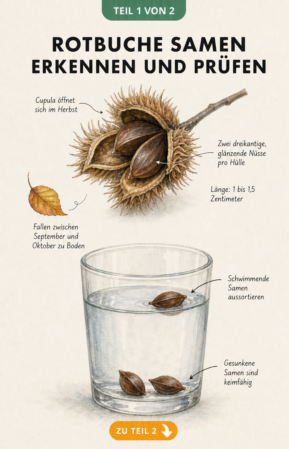 Botanische Illustration von Rotbuchen-Samen und Wassertest zur Prüfung der Keimfähigkeit