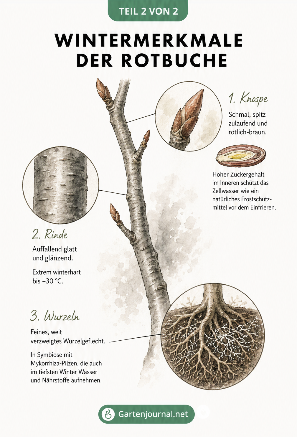 Detailzeichnung eines Rotbuchenastes im Winter mit Vergrößerungen von Knospe, glatter Rinde und Wurzelgeflecht mit Mykorrhiza