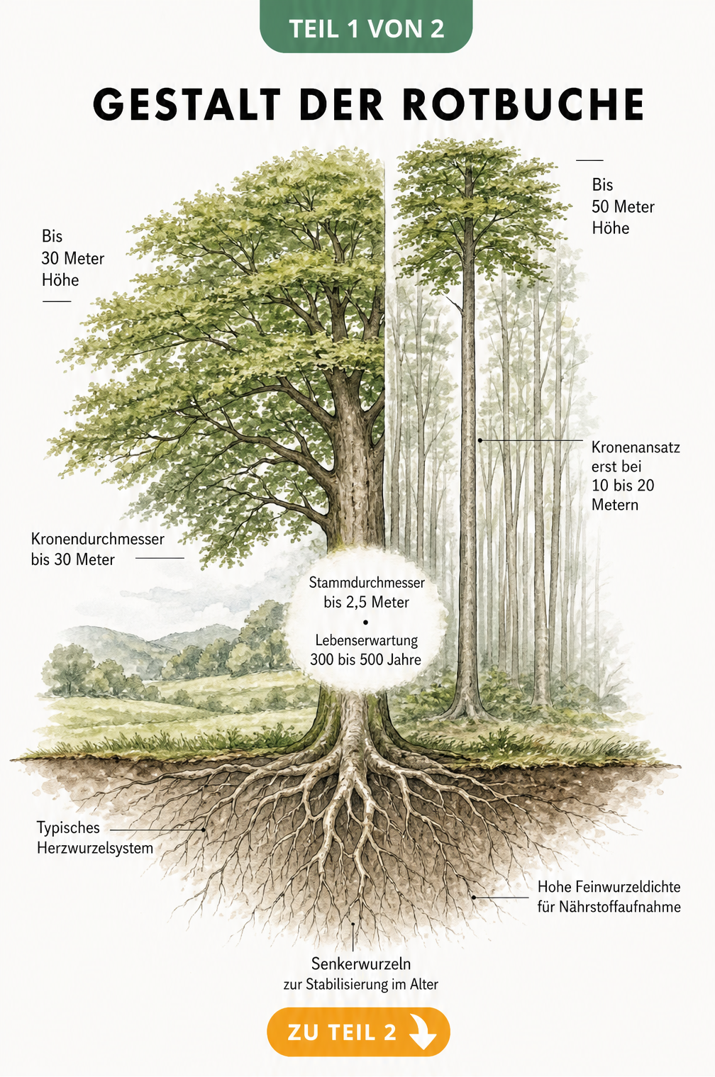 Botanische Illustration der Rotbuche, die den Wuchs als freistehender Baum mit ausladender Krone und im dichten Wald mit schlankem Stamm vergleicht, inklusive...